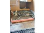 Adopt August a Domestic Short Hair
