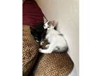 Adopt Tony a Domestic Short Hair
