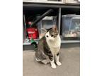 Adopt Baileys a Domestic Short Hair