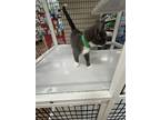 Adopt Rufus a Domestic Short Hair