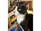 Adopt Half pint a Domestic Short Hair