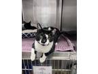 Adopt Snoopy a Domestic Short Hair