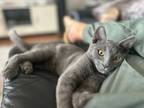 Adopt Bandit a Domestic Short Hair