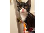 Adopt Batman a Domestic Short Hair