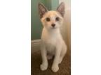 Adopt Snoopy a Domestic Short Hair