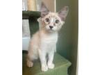 Adopt Linus a Domestic Short Hair