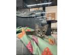 Adopt Jude a Domestic Short Hair