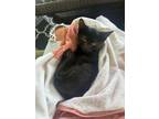Adopt Houdini a Domestic Short Hair