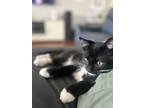 Adopt Oreo a Domestic Short Hair