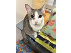 Adopt Boris a Domestic Short Hair