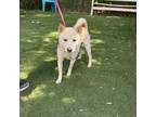 Adopt Koji a Shiba Inu