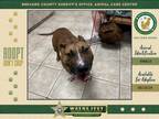 Adopt Milo a Mixed Breed