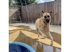 Adopt Theo a Anatolian Shepherd, Mixed Breed