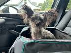 Adopt Spike-ADOPTED a Chinese Crested Dog, Mixed Breed