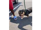 Adopt Southie-ADOPTED a Pit Bull Terrier, Mixed Breed