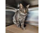 Adopt Tanner a Domestic Short Hair