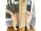 Adopt Theo J a Domestic Short Hair