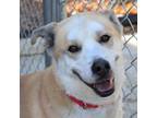 Adopt Niko a German Shepherd Dog