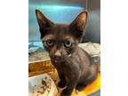 Adopt Ignatius a Domestic Short Hair