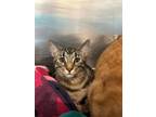 Adopt Alaska a Domestic Short Hair