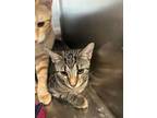 Adopt Arkansas a Domestic Short Hair