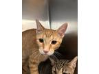Adopt Alabama a Domestic Short Hair