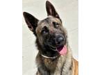 Adopt Pride a Belgian Shepherd / Malinois, Mixed Breed