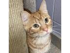 Adopt Brandon a Maine Coon, Domestic Short Hair