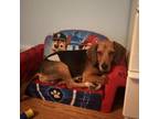 Adopt Buck a Beagle