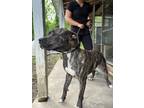 Adopt King a Pit Bull Terrier, Cane Corso