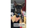 Adopt Caber a German Shepherd Dog