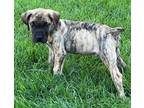 Adopt Hootch a Presa Canario