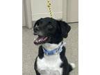 Adopt Colly a Border Collie, Mixed Breed