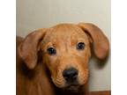 Adopt Blockbuster a Pit Bull Terrier, Coonhound
