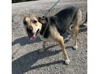 Adopt Winston a Mixed Breed