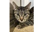 Adopt Five Dales Burgers & Dales a Domestic Short Hair