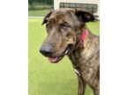 Adopt Choco a Mixed Breed