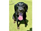 Adopt Coco a Mixed Breed
