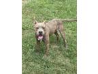Adopt Ruger a Pit Bull Terrier