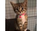 Adopt Piddle a Domestic Short Hair