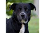 Adopt Waylon a Labrador Retriever