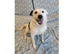 Adopt Roscoe a Border Collie
