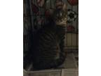 Adopt Phoenix a Domestic Short Hair