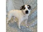 Adopt Hank a Hound