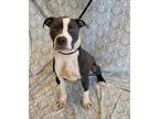 Adopt Calvin a Pit Bull Terrier