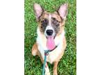 Adopt Barlow a Australian Cattle Dog / Blue Heeler