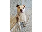 Adopt Ollie a Pit Bull Terrier
