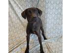 Adopt Douglas a Labrador Retriever