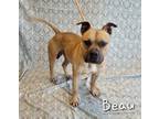 Adopt Beau a Pit Bull Terrier