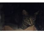 Adopt Tom Purise a Domestic Short Hair
